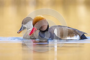 Couple red-crested pochard Netta rufina waterfowl, low point of view