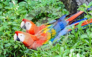 Couple of Red and green macaw