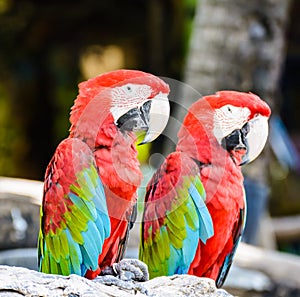 Couple of Red and green macaw