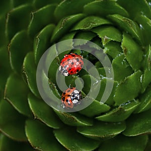 Couple of red ladybugs on a green spiky plant