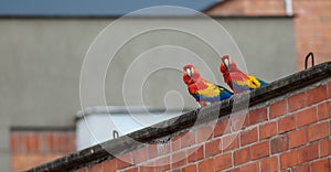 Couple of red Macaws in freedom, MedellÃ­n Colombia