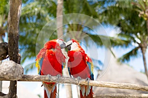 Couple of red parrots sitting on perch