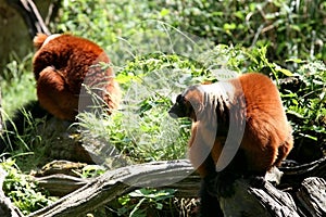 A couple of red ruffed lemur monkeys