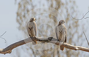 Couple of red-tailed-hawks perched on a tree branch