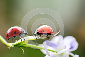Couple of red tiny ladybugs on fragile flower looking to each other, climbing opposite.