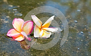 the couple red yellow and white plumeria flower are drop in water with plumeria tree shadow