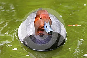 Couple of Redhead Ducks Female Duck