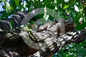 The couple of reen Iguana lizard, tropical creature, climbing palm tree in caribbean island of Martinique