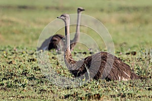 A couple of resting ostriches