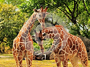 Couple of Reticulated Giraffes