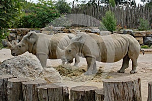 A couple rhinoceros eating and watching people at the animal park