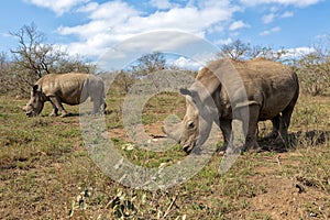 Couple of rhinos at Hluhluwe-Umfolozi