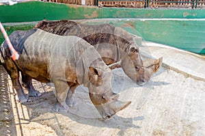A couple of rhinos waiting for food