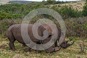 Couple of rhinos wandering in a picturesque savannah