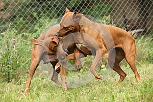 Couple of Rhodesian ridgebacks playing in the garden