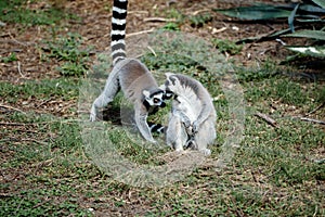 Couple of ring-tailed lemurs communicating each other sitting on grass