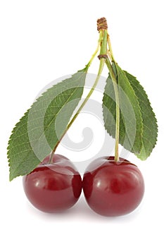 Couple of ripe sour cherries