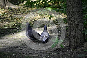 A couple of rock pigeons (columba livia) meet each other