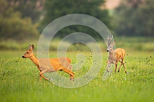 Couple of roe deer buck and doe running on meadow in summer paring season