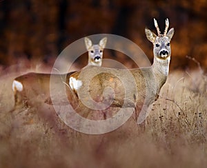A couple of roe deer