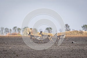 Couple of roe deers running on crop field. Capreolus capreolus