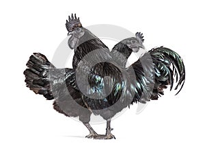 Couple of rooster and hen Ayam Cemani chicken, isolated on white