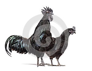 Couple of rooster and hen Ayam Cemani chicken, isolated on white