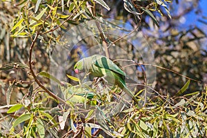 A couple of Rose-ringed Parakeet (Psittacula krameri)