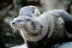 A couple of Ruddy mongoose, moving together, in vigilance