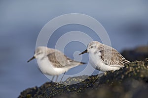 A couple of sanderling perched on a rock along the Dutch coast in the winter at the North Sea.