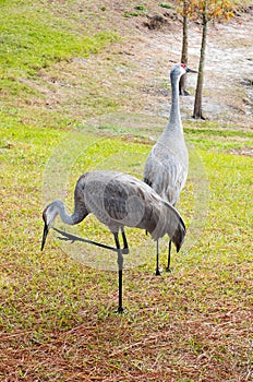 Couple Sandhill Crane, florida, USA