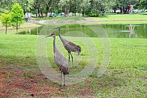 Couple Sandhill Crane, florida, USA