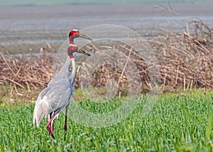 A couple of Saras Crane in field