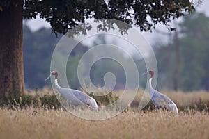 Couple of sarus cranes standing in the grass at Bardia, Terai, Nepal