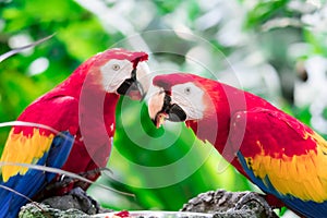 A couple of Scarlett Macaw bird parrot eating