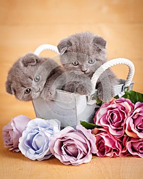 Couple Scottish Fold Cats in decorative wooden box near bouquet of flowers. Picture for a calendar with cats