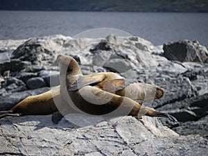 Couple of sea lions on rocks at Beagle Channel