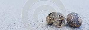 Couple of Sea snails in the beach photo