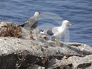 Couple of Seagulls, one adult and the other chick