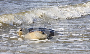 Couple of seals near dutch village of Hollum, Ameland