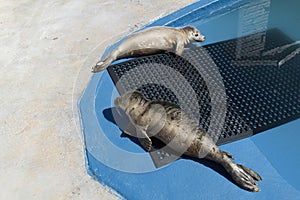 Couple of seals, Pinnipedia lying down on a mat in the water