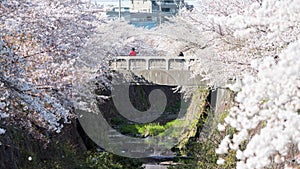 couple selfie on bridge with cherry sakura, Nagoya