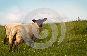 A Couple Sheep Grazing in a Pasture