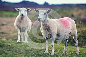 Couple of Sheep Grazing on Upland Pasture