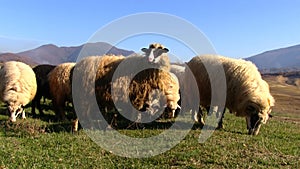 Couple of Sheeps