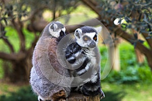 Couple shy lemurs, Ring-tailed Lemur