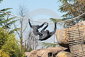 Couple of siamangs, arboreal, black-furred gibbons