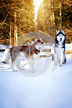 Cute couple of Siberian husky dogs in a sunny winter forest.