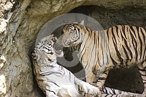 White bengal Tiger