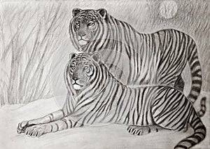 Couple of siberian tigers